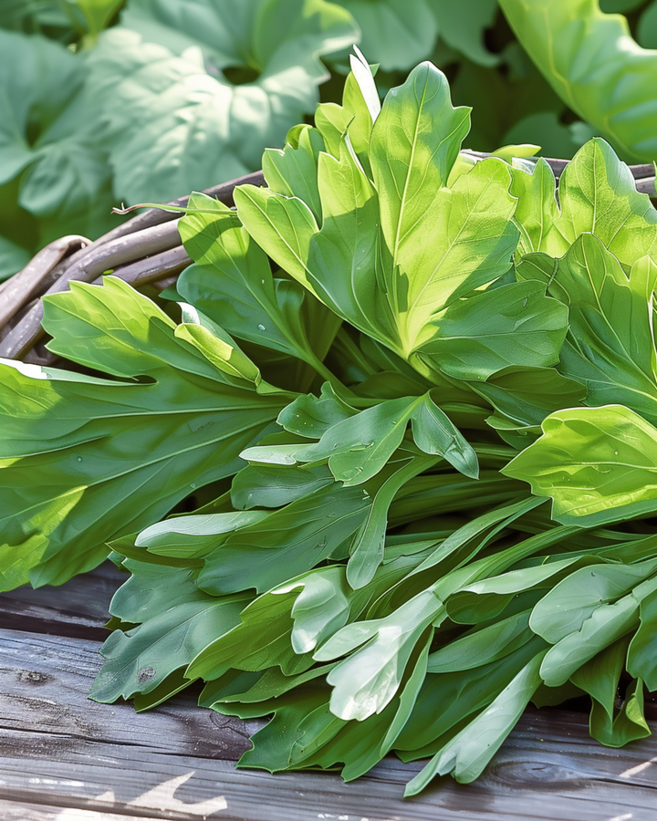 Corn Salad Grote Noordhollandse seeds (Valerianella locusta) – annual vegetable