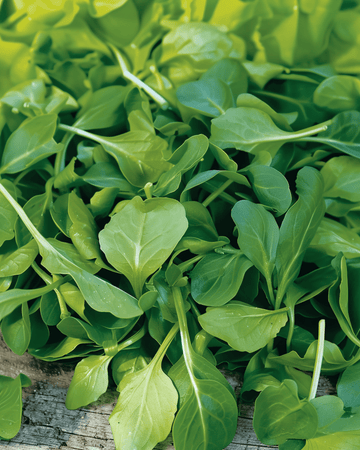 Feldsalat Verte A Coeur Plein 2 Samen (Valerianella locusta) – einjähriges Gemüse