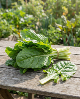 Mangoldsamen Beta Vulgaris einjährig Grünblatt-Sorte