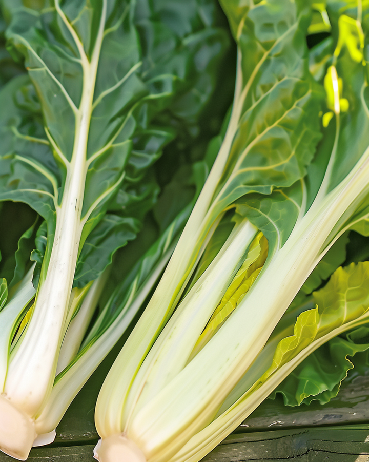 Swiss Chard Blonde A Carde Blanche seeds (Beta vulgaris) – annual vegetable