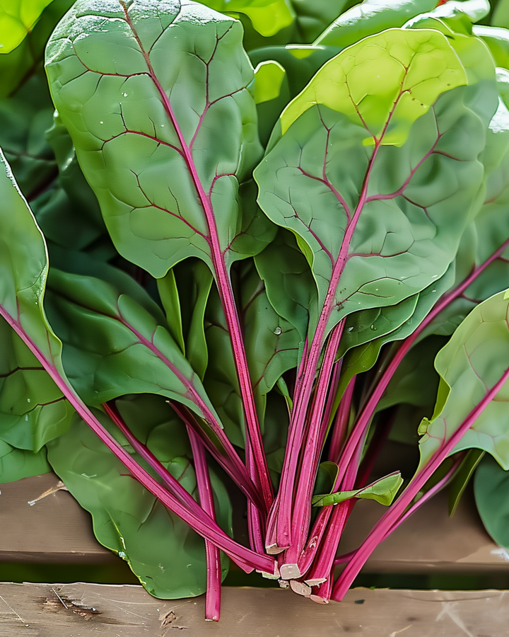 Spinach Red Kitten F1 seeds (Spinacia oleracea) – annual grow kit