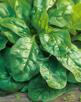 Spinach Securo Seeds Spinacia Oleracea Annual Variety 15g Pack