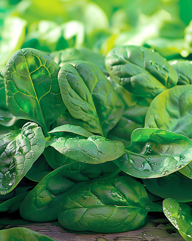 Spinach Rembrandt F1 seeds (Spinacia oleracea) – annual vegetable