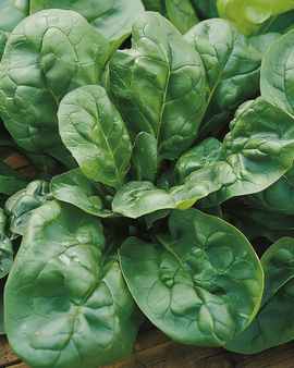 Summer Spinach Seeds Spinacia Oleracea Bazaroet Annual Variety
