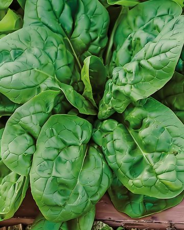 Spinach Viroflex Giant White seeds (Spinacia oleracea) – annual vegetable