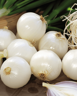 Pickling Onion Seeds De Barletta Allium Cepa Annual