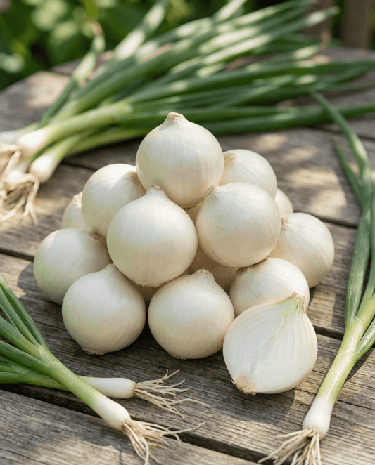Einlegezwiebel De Barletta (Allium cepa) – einjährige Gemüsesamen von SeedsChoice