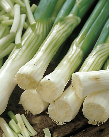 Frühlingszwiebel Long White Ishikura Samen (Allium fistulosum) – einjähriges Gemüse