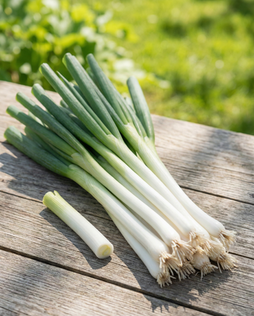 Frühlingszwiebel Long White Ishikura (Allium fistulosum) – einjährige Gemüsesamen von SeedsChoice