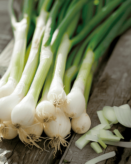 Bunching Onion Seeds White Lisbon Allium Cepa Annual Spring Onion