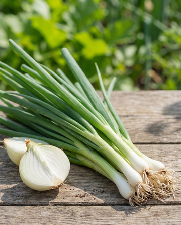 Bunching Onion White Lisbon Spring (Allium cepa) – annual vegetable seeds from SeedsChoice
