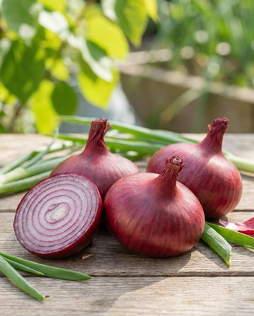 Noordhollandse Bloedrode Onion (Allium cepa) – annual vegetable seeds from SeedsChoice