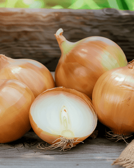 Zwiebelsamen Rossa Lunga Di Firenze Allium Cepa einjährig Florentiner Typ