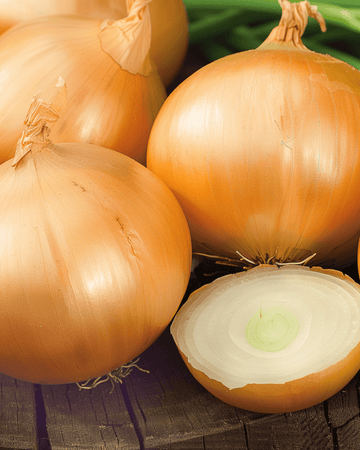 Onion Rijnsburger 5 Storage seeds (Allium cepa) – annual vegetable