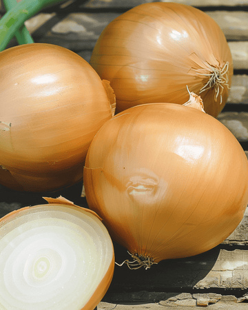 Onion Hyskin F1 Hybrid seeds (Allium cepa) – annual vegetable