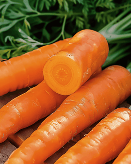 Carrot Amsterdam 2 Seeds Daucus Carota Annual Variety