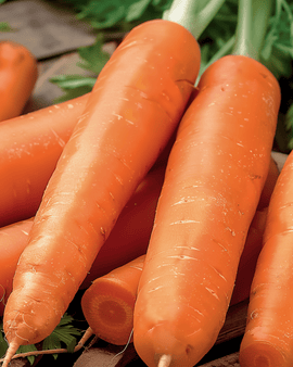 Carrots Nantes 2 Seeds Daucus Carota Annual
