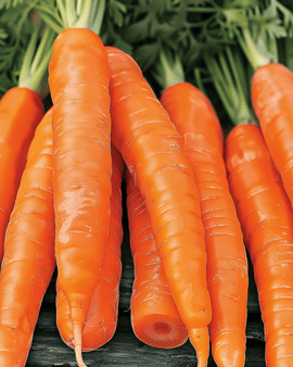 Summer Carrot Napoli F1 Early Seeds Daucus Carota Annual