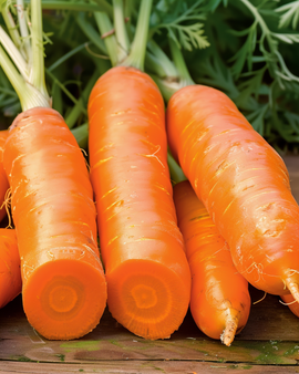 Wintermöhrensamen Berlikum 2 Lager Daucus Carota einjährig