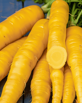 Futtermöhrensamen Jaune de Doubs Daucus Carota einjährig