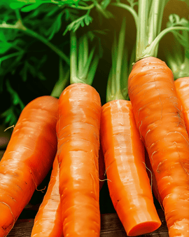 Winter Carrot Autumn King 2 Storage Seeds Daucus Carota Annual Variety