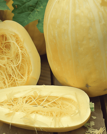 Spaghettikürbis-Samen (Cucurbita pepo) – einjähriges Gemüse