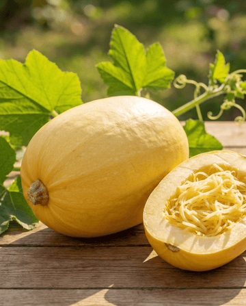 Spaghettikürbis (Cucurbita pepo) – einjährige Gemüsesamen von SeedsChoice