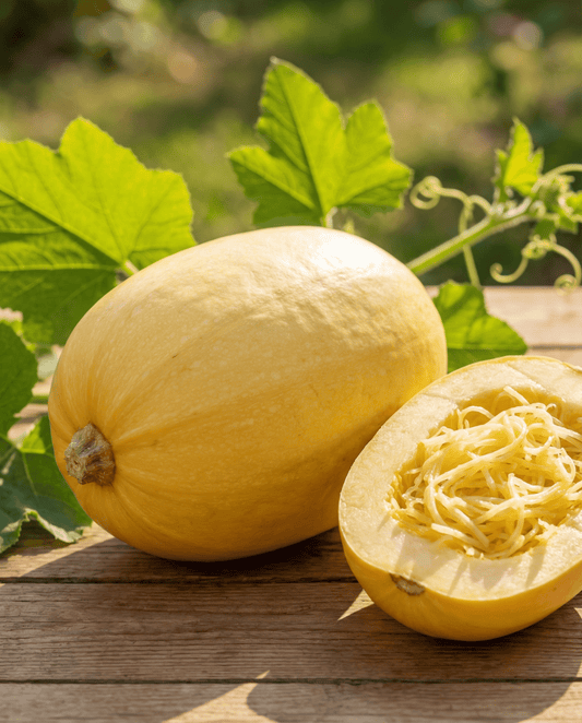 Spaghetti Squash (Cucurbita pepo) – annual vegetable seeds from SeedsChoice
