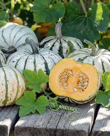 Sweet Dumpling Winterkürbis (Cucurbita pepo) – einjährige Gemüsesamen von SeedsChoice