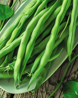 Dwarf French Bean Seeds Domino Phaseolus Vulgaris Annual 25g
