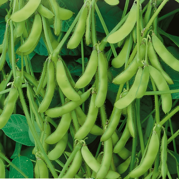 Edamame Sojabohne Green Shell Samen (Glycine max) – einjähriges Gemüse