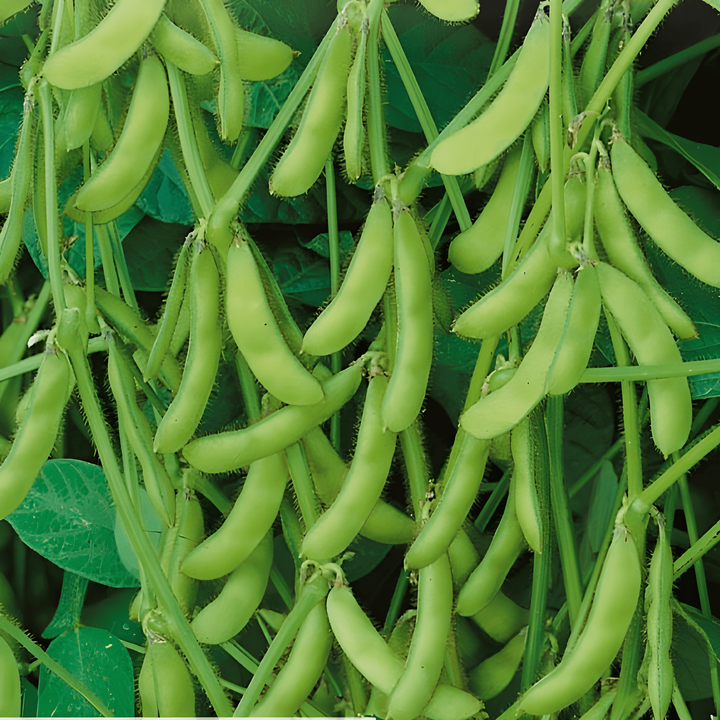 Edamame Sojabohne Green Shell Samen (Glycine max) – einjähriges Gemüse