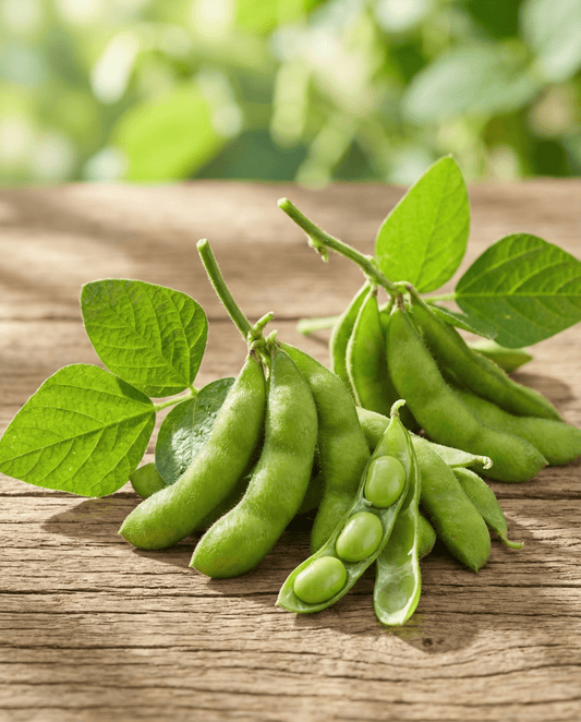 Edamame Sojabohne Green Shell (Glycine max) – einjährige Gemüsesamen von SeedsChoice