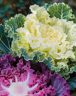 Ornamental Kale Seeds Brassica Oleracea Annual Mix Fringed Leaved Mixed