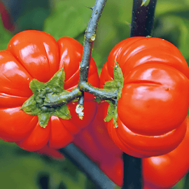 Pumpkin On A Stick Seeds Solanum Aethiopicum Annual