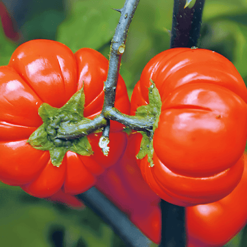 Pumpkin On A Stick Samen (Solanum aethiopicum) – einjähriges Gemüse