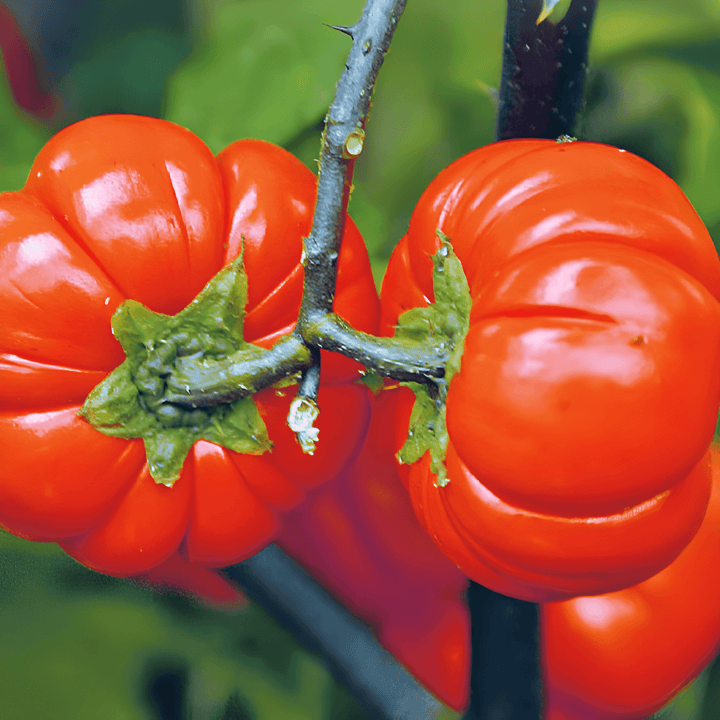 Pumpkin On A Stick seeds (Solanum aethiopicum) – annual vegetable