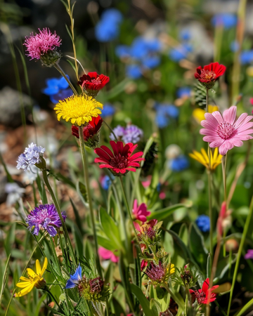 Wiesenblumenmischung Mix 50g Heimische Wildblumenmischung Samen – einjährige Blume