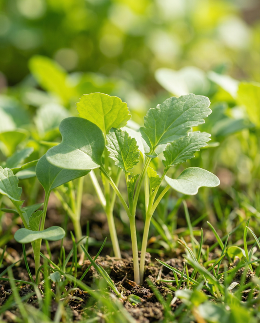 Senf-Sprossen 250g (Sinapis alba) – Bio-Saatgut für Sprossen von SeedsChoice
