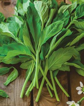 Feldsalatsamen Valerianella Locusta Großblatt-Sorte 25g