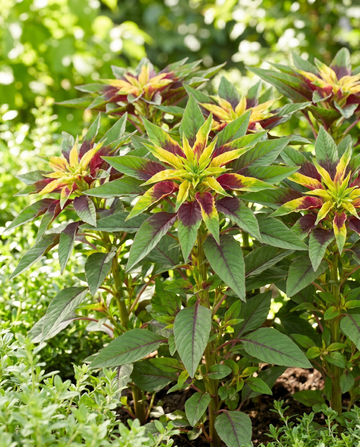 40 cm Saatgut (Amaranthus tricolor) – einjährig
