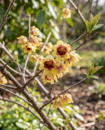 Wintersweet Winter Flowering Shrub seeds (Chimonanthus praecox) – flower