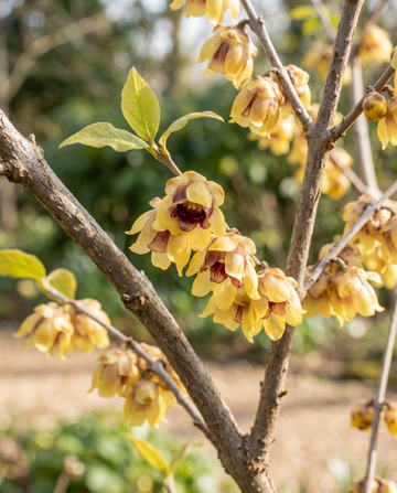Wintersweet Winter Flowering Shrub (Chimonanthus praecox) – flower seeds from SeedsChoice