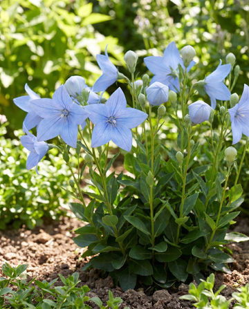 Balloon (Platycodon grandiflorus) – mehrjährige Blumensamen von SeedsChoice