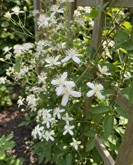 Climber Vine (Clematis vitalba) – mehrjährige Kletterpflanzensamen | SeedsChoice