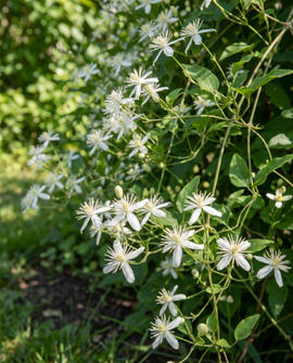 Clematis Vitalba Seeds Clematis Vitalba Perennial Climber Vine
