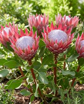 King Protea Seeds Protea Cynaroides Giant Perennial Flower
