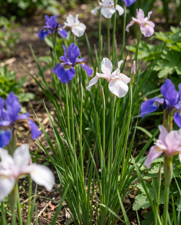 Siberian Mix (Iris sibirica) – perennial flower seeds from SeedsChoice