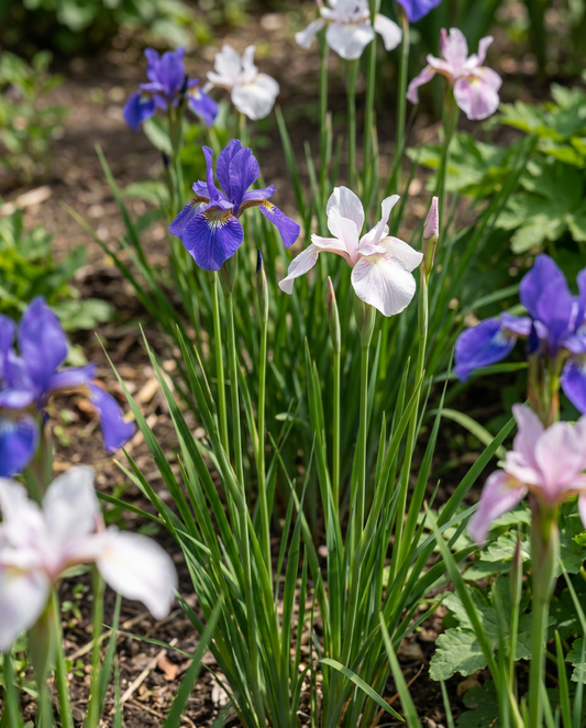 Siberian Mix (Iris sibirica) – mehrjährige Blumensamen von SeedsChoice