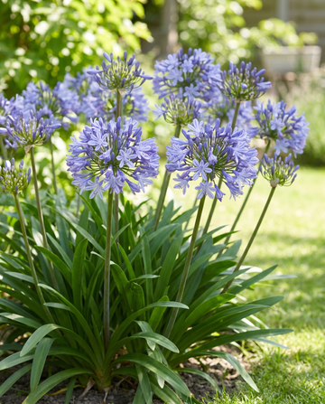 Afrikanische Lilie (Agapanthus umbellatus) – mehrjährige Blumensamen von SeedsChoice
